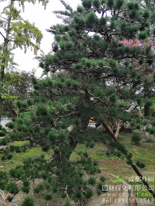 罗汉松种植禁忌，罗汉松的种植需要注意哪些问题？